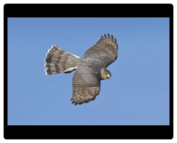 Cooper's Hawk - adult in migration in Oct at Cape May, NJ, USA