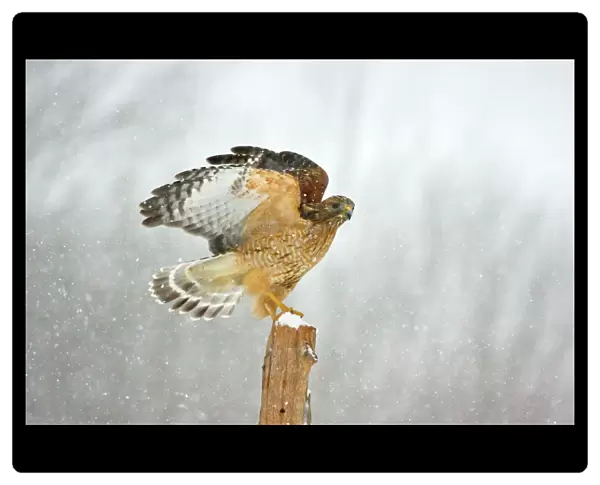 Red-shouldered Hawk - in snowstorm. Connecticut in February