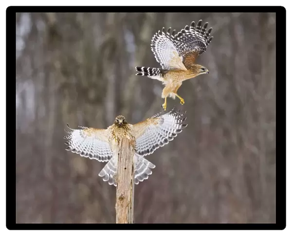 Red-shouldered Hawk - paired adults. Female landing, male taking off. CT in March