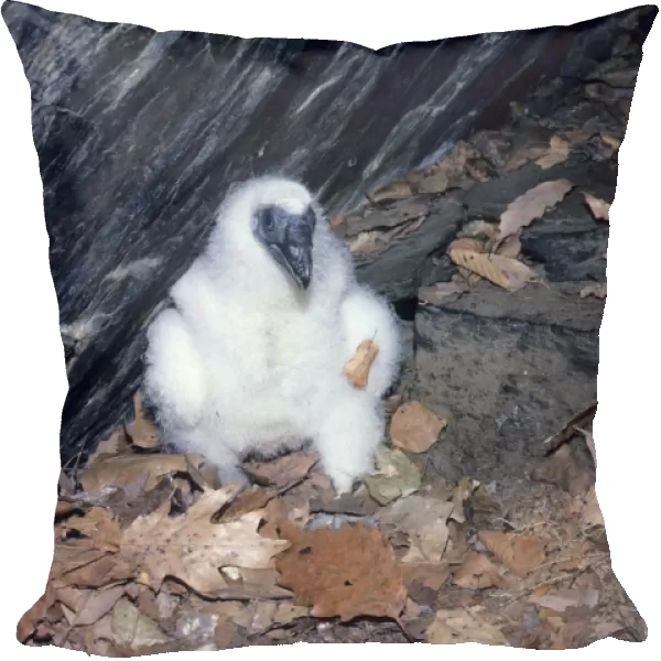 Turkey Vulture -chick at nest cave. New York