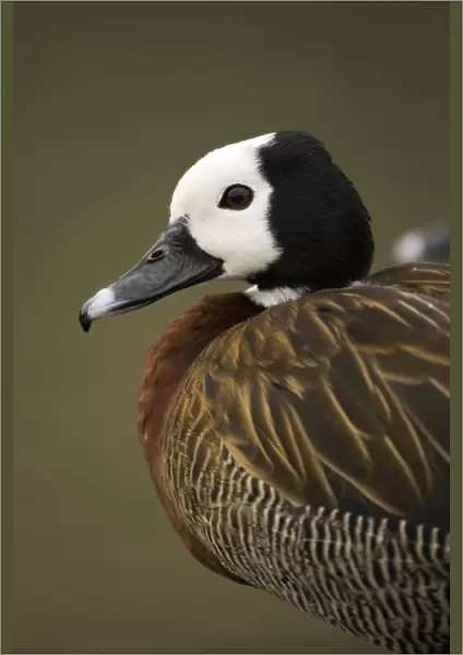 White-faced Whistling Duck Portrait Northern Namibia, Namibia, Africa