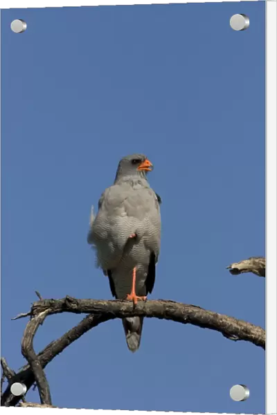 Southern Pale Chanting Goshawk - Sitting on a perch surveying surrounding area. Etosha, Namibia, Africa
