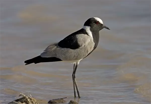 Black Smith  /  Blacksmith Lapwing (Plover) Standing in gently lapping water Fisher's Pan, Etosha National Park, Namibia, Africa