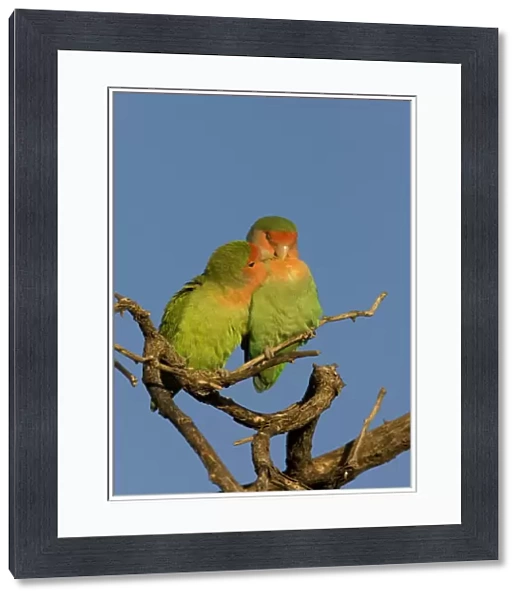 Rosy faced Lovebird - pair preening each other on a favourite perch. Central Namibia, Africa