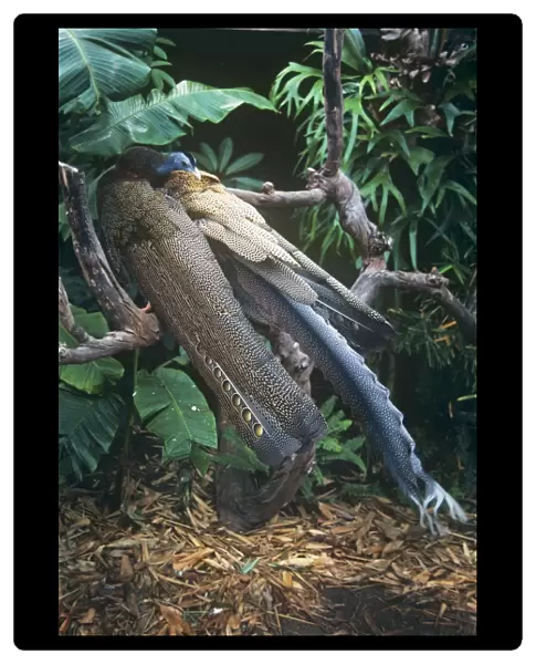 Malaysian Great Argus Pheasant - male