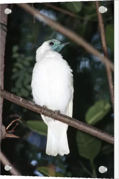 Naked-throated  /  Bare-throated Bellbird