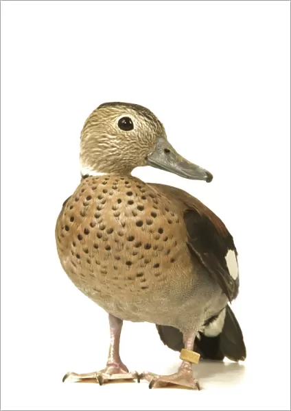 Ring-necked Teal  /  Ringed Teal  /  Red-shouldered Teal Domestic Duck