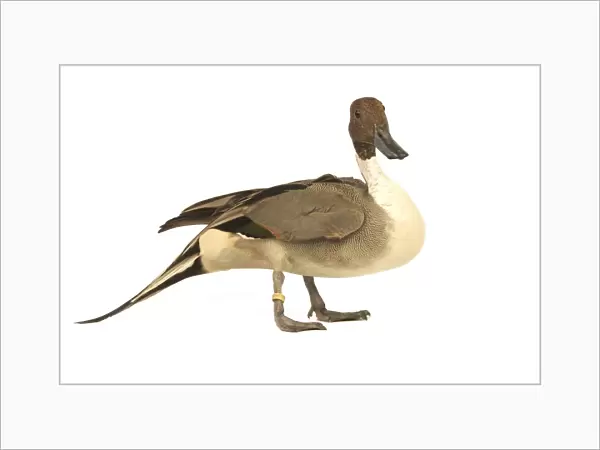 Northern Pintail Domestic Duck