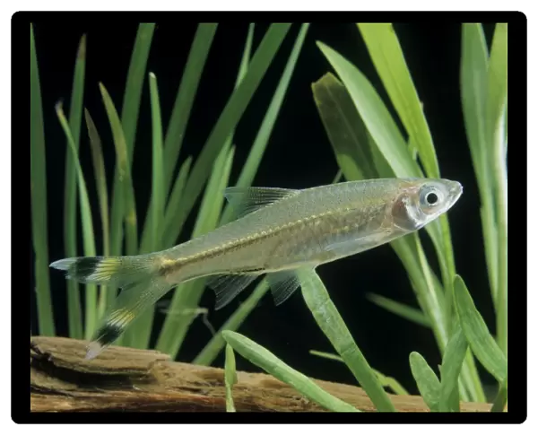 Scissortail Rasbora  /  Three-lined Rasbora Freshwater Aquarium Fish S. E. Asia
