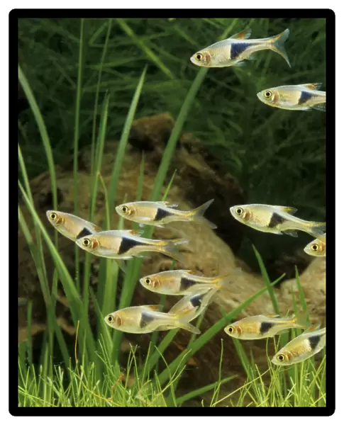 Harlequin Fish - Shoal. Freshwater Aquarium Fish S. E. Asia