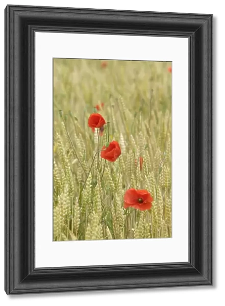 Poppies - in wheat field