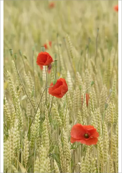 Poppies - in wheat field