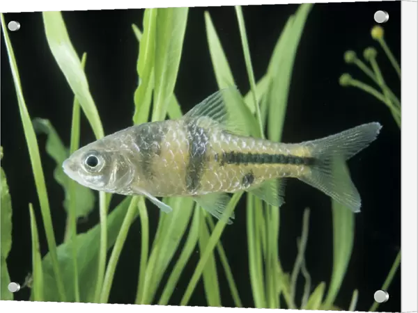 Aquarium Fish - Spanner Barb