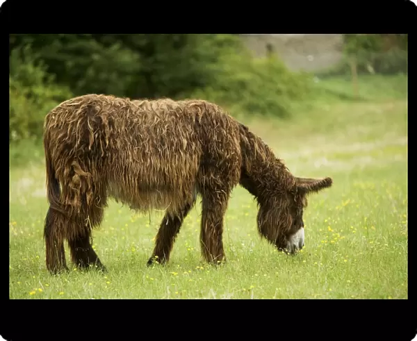 Donkey - Poitou breed - grazing