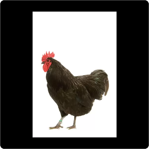 Black Australorp Chicken