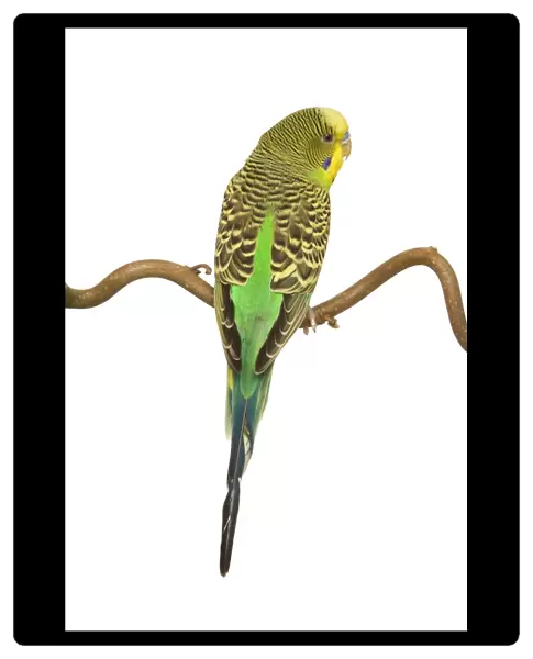 Budgerigars - on perch - backview