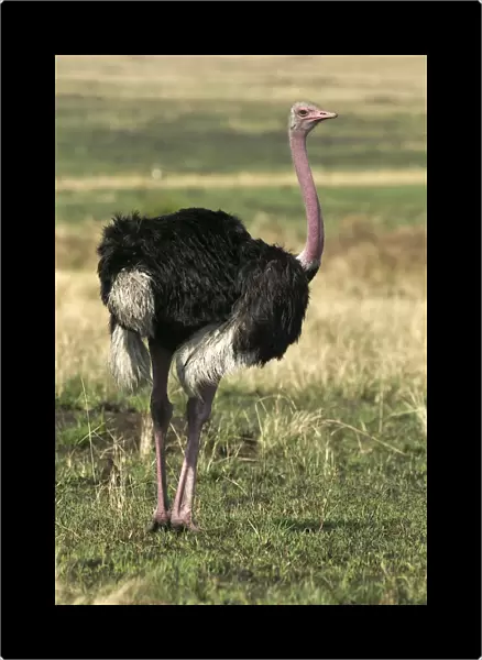 Ostrich. LA-809. Ostrich. Maasai Mara, Africa.