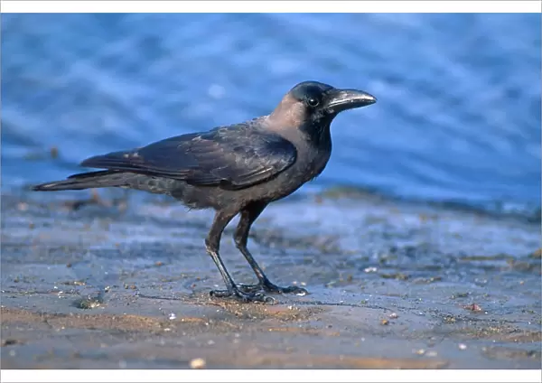 Indan house crow - introduced pest species Corvus sp near Dar-es-Salaam Tanzania
