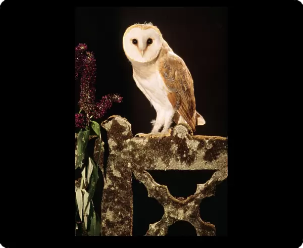 Barn Owl - perched