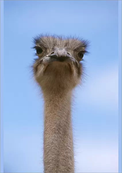Ostrich - head & neck