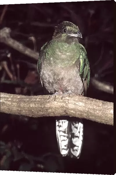 Resplendent Quetzal female Central America
