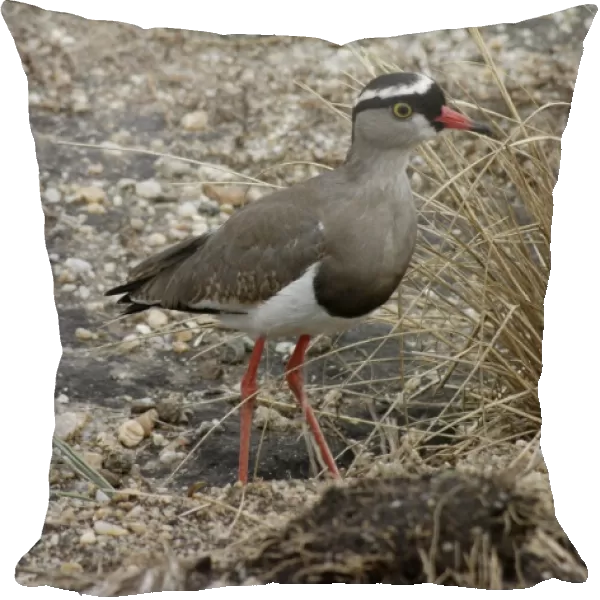 Crowned Lapwing  /  Plover - open ground, East Africa