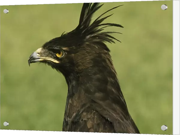 Long-crested Hawk Eagle