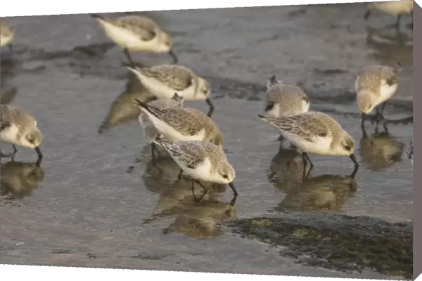 Sanderlings - feeding on sea shore in winter plumage