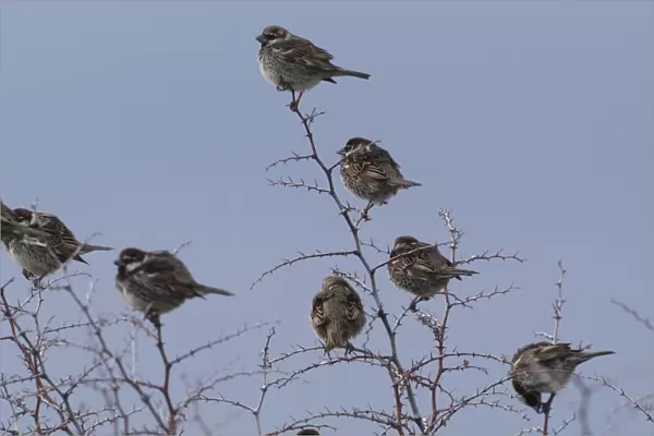 Spanish Sparrows Cyprus March