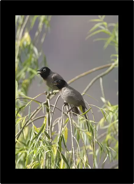 Spectacled Bulbuls Southern Turkey May
