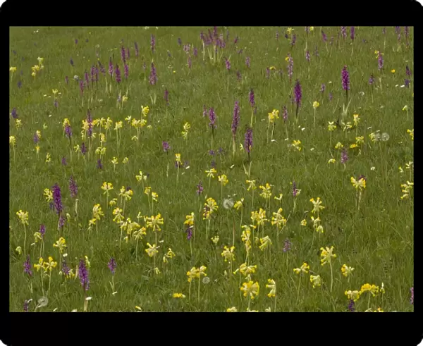 Hardington Moor NNR in spring, with masses of orchids and cowslips