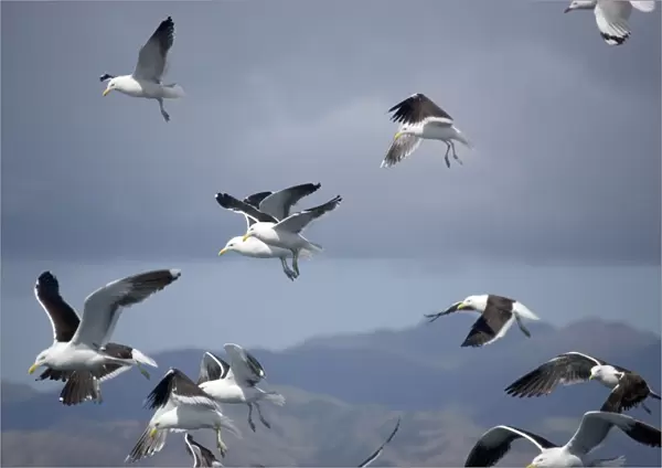 Kelp Gull  /  Dominican Gulls - In flight, New Zealand