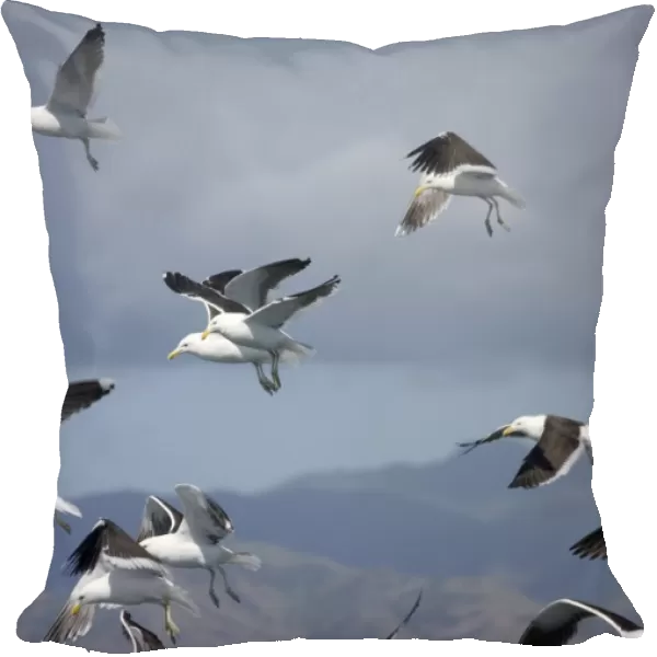 Kelp Gull  /  Dominican Gulls - In flight, New Zealand