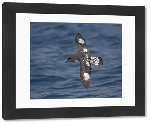 Snares Cape pigeon (or cape petrel) off South Island, New Zealand. In flight