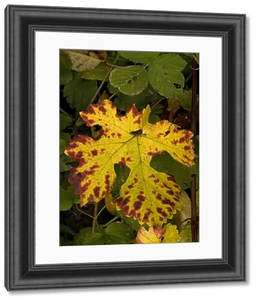 Vine leaf, with beautiful autumn colour