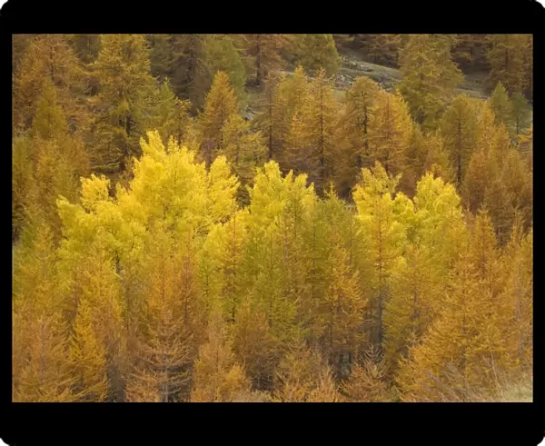 Autumn colour: black poplars surrounded by common larches, in Maritime Alps valley