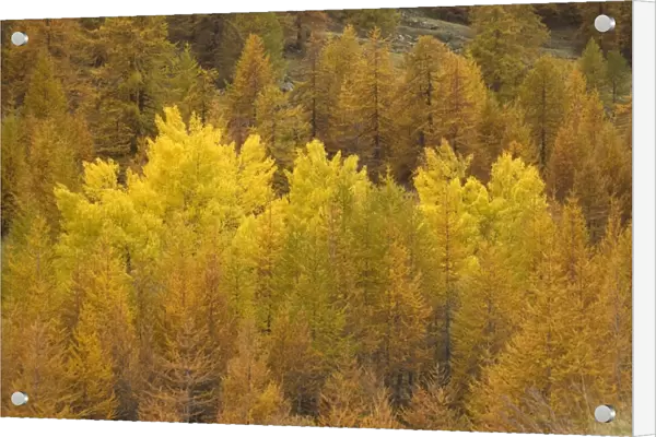 Autumn colour: black poplars surrounded by common larches, in Maritime Alps valley