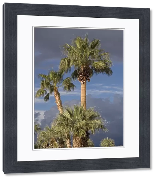 Californian  /  Desert Fan Palms