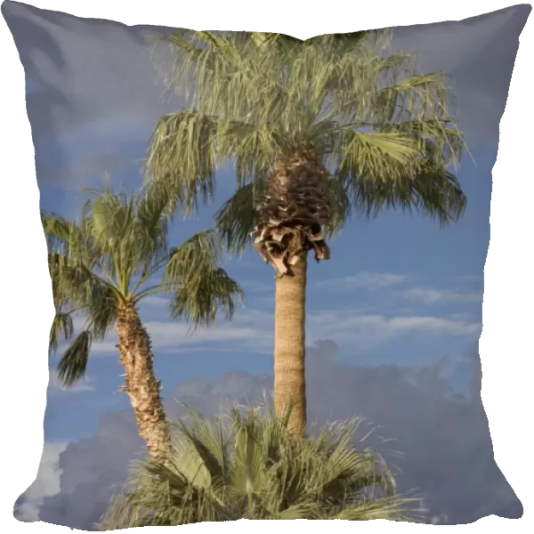 Californian  /  Desert Fan Palms