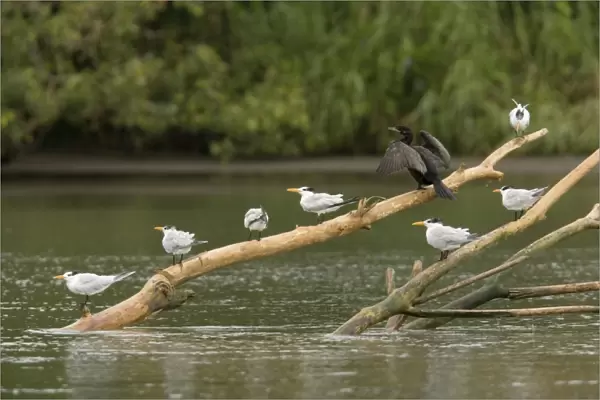 Royal Terns and Neotropical Cormorant, perched on log in river estuary