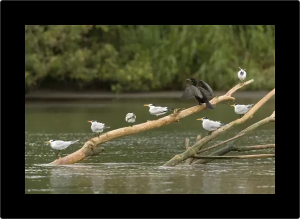 Royal Terns and Neotropical Cormorant, perched on log in river estuary