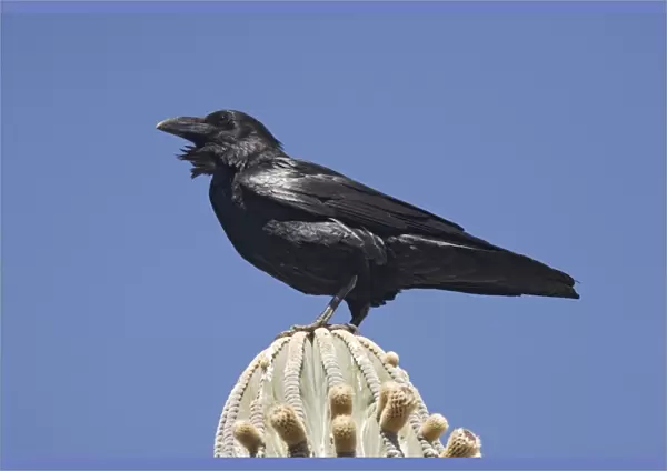 Raven on perch