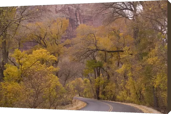 Road - Zion National Park, Utah: Cottonwoods or poplars in autumn colour