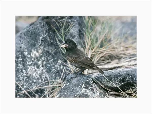 Medium Ground Finch - male, endemic. Hood Island, Galapagos