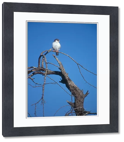 Pygmy Falcon. Tiny seven inch falcon perched on a favoured vantage point. Buffalo Springs, Kenya. Africa