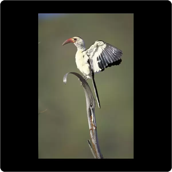 Red-Billed Hornbill Wing flapping. Samburu, kenya. Adrica
