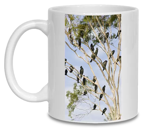Little Black Cormorants - Flock of birds roosting in a gum tree. Queensland, Australia