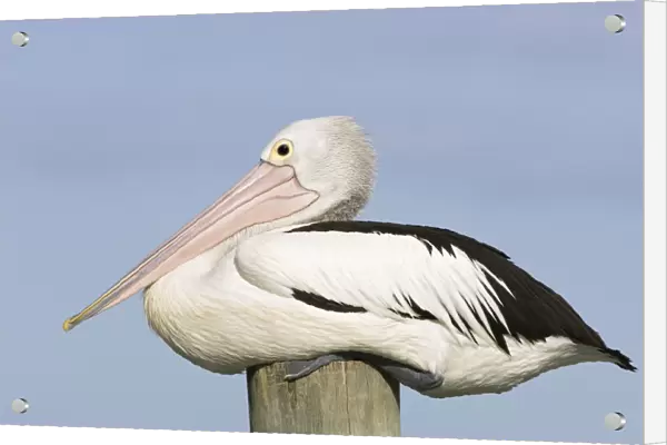 Australian Pelican - Side-on portrait of a pelican sitting on a jetty post in a fishing boat harbour - Noosaville, Sunshine Coast, Queensland, Australia