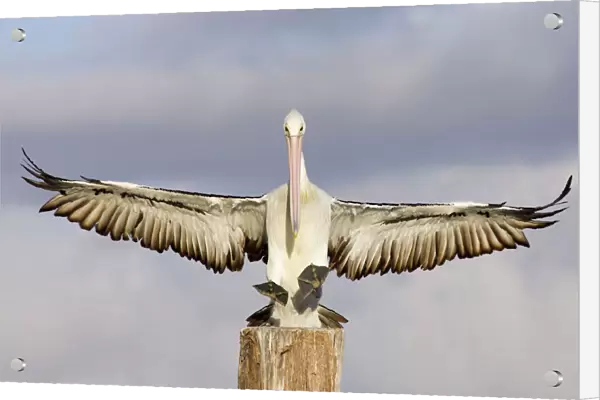 Australian Pelican Coming to alight on a perch woth wings outstretched. Noosaville, Sunshine Coast, Queensland, Australia