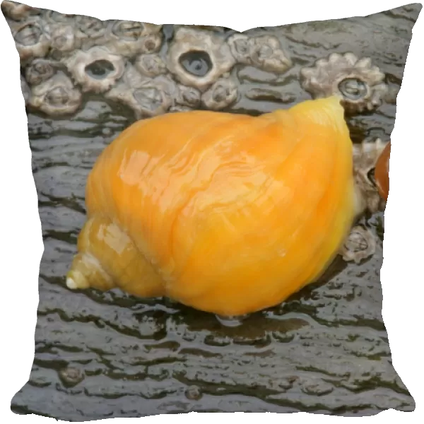 Dogwhelk colourful dogwhelk on a rock at low tide beach of Bedruthan Steps, Cornwall, England, UK